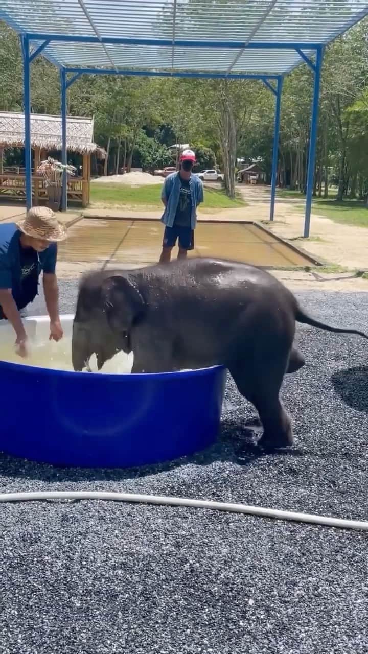 Daily The Best And Funniest Videosのインスタグラム：「Bath time for this baby elephant 🐘🥺 Video by @itss.vicky__」
