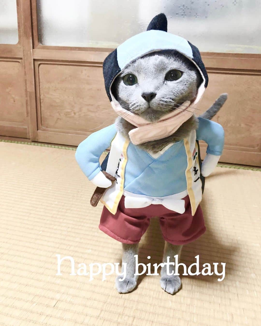 I love Russianblueさんのインスタグラム写真 - (I love RussianblueInstagram)「8月23日 照ちゃん　8歳の誕生日です🎂😽👏👏 やっぱりコレ着ないと🍑  元気にいてくれてありがとう🍀 大好きだよ❤️ ・ ・ ・ #Russianblue  #katze #catsofinstagram #catoftheday #cutecat #catlover #にゃんスタグラム #ねこ#mycat #cute #猫 #gato #러시안블루 #にゃんすたぐらむ #ペコねこ部 #catvideo #kitten #instacat #meow #cats #cats_of_Instagram  #ふわもこ部  #graycat #weeklyfluff #catloversworld #dailyfluff #고양이  #happybirthday #ロシアンブルー」8月23日 0時12分 - teruchan0823