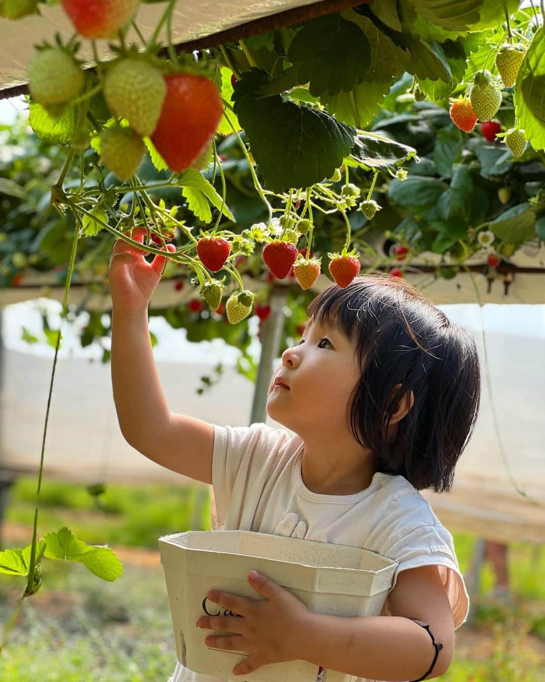 前田大然のインスタグラム：「DAY OFF🍓🍃」