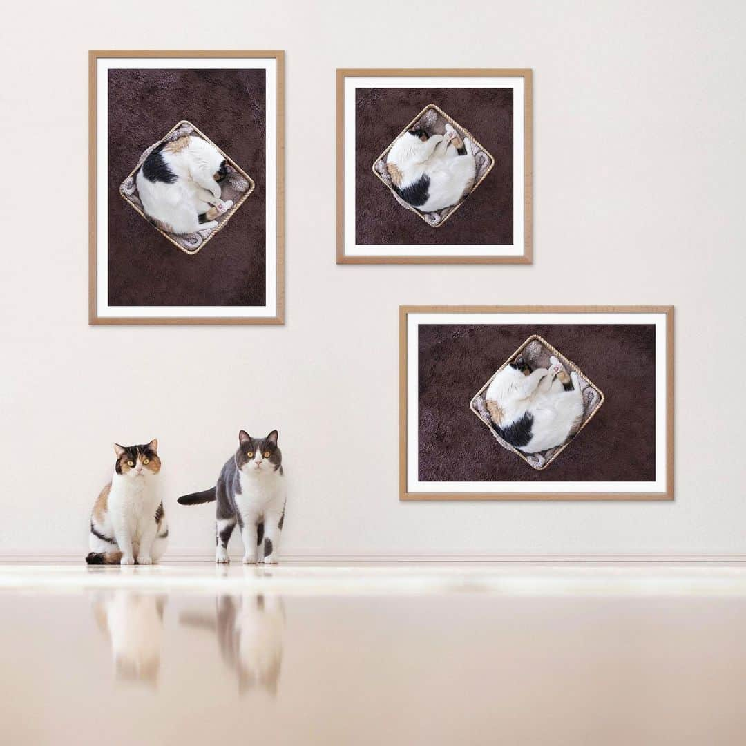 guremikeさんのインスタグラム写真 - (guremikeInstagram)「DB019810 https://guremike.jp/db019810/  #guremike #cat #catsofinstagram #catlover #animal #photo #photography #photooftheday #interiordecor #wallart #ぐれみけ #猫 #ねこ #ネコ #猫のいる暮らし #ねこすたぐらむ #ネコスタグラム #ポスター #ポスターストア #インテリア #雑貨」8月23日 9時11分 - guremike