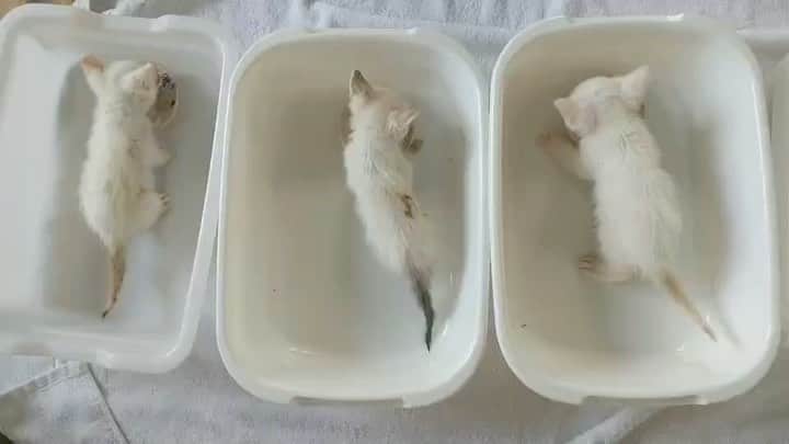 中原絵梨奈のインスタグラム：「シェルターの前に捨てられてた 子猫3頭🐱🐱🐱  預かりさんのお宅でスクスクと育てていただいて こんなに大きくなりました✨ . . . 先日の一斉で避妊去勢手術もおこないました✨ . . . 実は来てすぐの エイズ白血病の検査で  陽性反応が出てしまい、 小さいこともあり 母親の抗体がまだ残っているだけかもしれないからもう少し大きくなってから再度検査したら陰性かもしれない。 と、獣医師の判断の元 スクスクと育ちましたので  母親の抗体だといいねーって言ってたんですが、  先日の手術で 全員が陽性の検査結果でした。  白血病キャリア。 . . . 母子感染と思われます。 . . . とはいえ元気です🐱🐱🐱  シェルターにてお世話が今日から始まりました✨  我が家の白血病キャリアの子たちとたくさん遊んで たくさん食べて、よく寝て  たくさん楽しいがある毎日でありますように✨ . . . 我が家は犬だけではなく 猫たちも 50-80頭 預かりさんのお宅へ行ってる子もおりまして、シェルターで過ごす数に変動はありますがたくさん生活しております。  猫は愛玩動物です 法律もありません 捕獲されません。 が、放置すると増えます。  増えて増えて 増えて増えて  保護してください は、毎日何件も電話があります。  私たちがどれだけ行動しても全ての命は救えません。 . . . 避妊去勢手術の正しい理解と重要だと知ってくれる方が増えることを願います。」