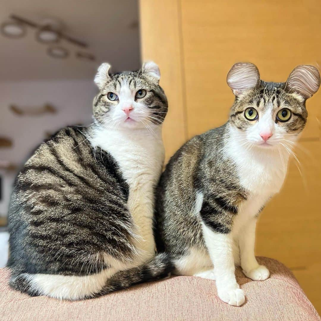 スノーのインスタグラム：「Fake & real #mickeymouse 😅 ・ #americancurl #兄弟 #meowed #catlovers #catstagram #cat #cats #kucing #gato #chat #catloversclub #catlover #9gag #weeklyfluff #kedi #katze #kawaii #neko #instagramjapan #고양이 #кот #แมว #猫」