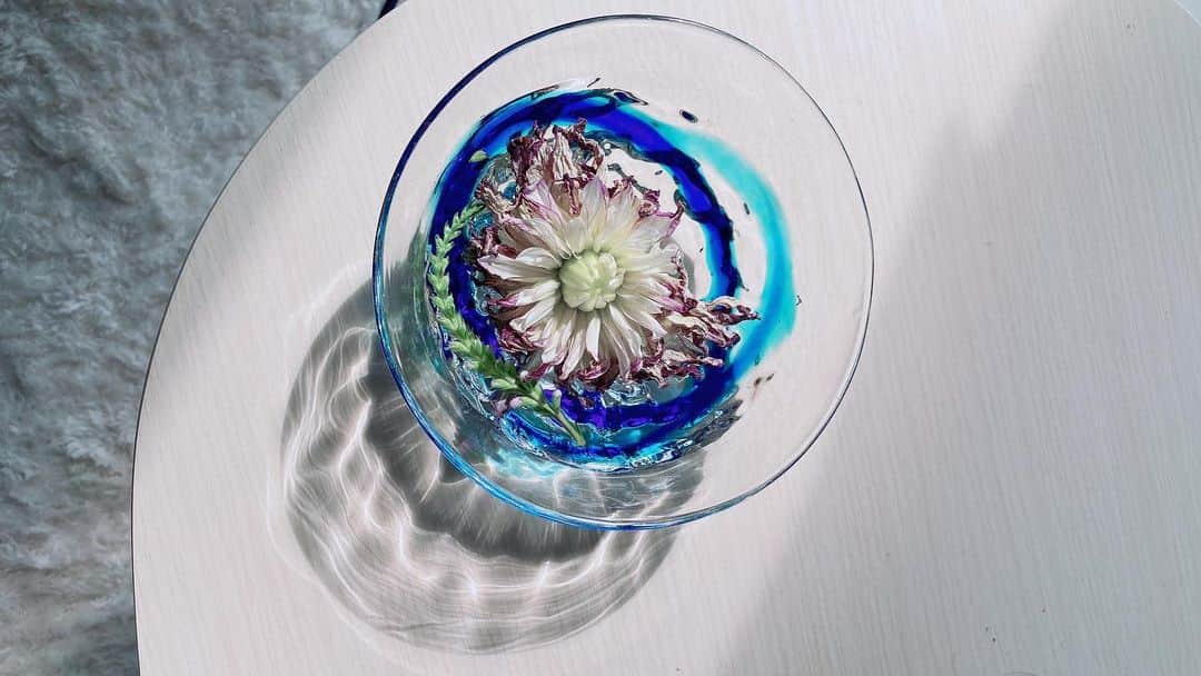 ハマカワフミエのインスタグラム：「先日、撮影クランクアップの際、花束をいただきました。 でも花束ってやつは旬が短いので、花瓶の無い我が家では生きられない。3日で茎も花びらもしおしおになってしまいました。 少し枯れたって、まだぜんぜん綺麗なのにな、と思って、 ゆうべのこと、沖縄で買った琉球ガラスのボウルに水を張って、一輪浮かべてみた。 今朝、ふと見てみたら、明るい朝のひかりにさらされて、なんだかぜんぶ透けるようで、すごくきれいだった。  せめて花瓶で生かしてあげられなくてごめんね、の気持ちだったんだけど、 なんだかありがとう、という気持ちです。」