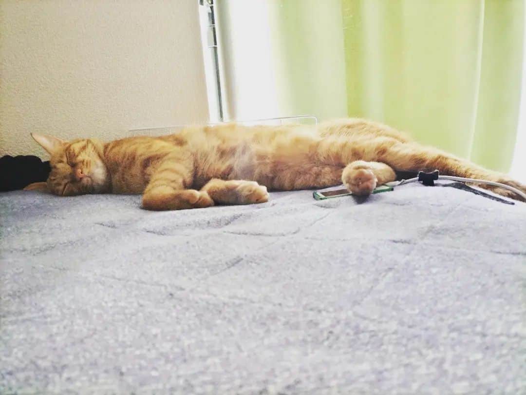 愛のインスタグラム：「起きて足元みたら爆睡ねこ😪  #ネコ #かぼす」