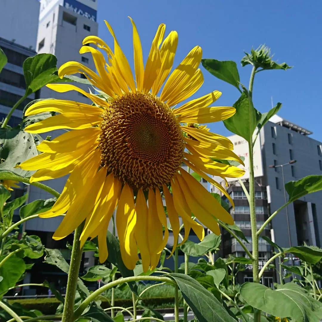 七海ひろこさんのインスタグラム写真 - (七海ひろこInstagram)「お盆が過ぎ甲子園が終わるといよいよ夏の終わりを感じます。  とんぼも飛び始めましたね。  元気いっぱいの夏、ありがとう。  #夏の終わり  #夏の終わりを感じる #最後のひまわり 🌻」8月24日 16時28分 - nanamihiroko_