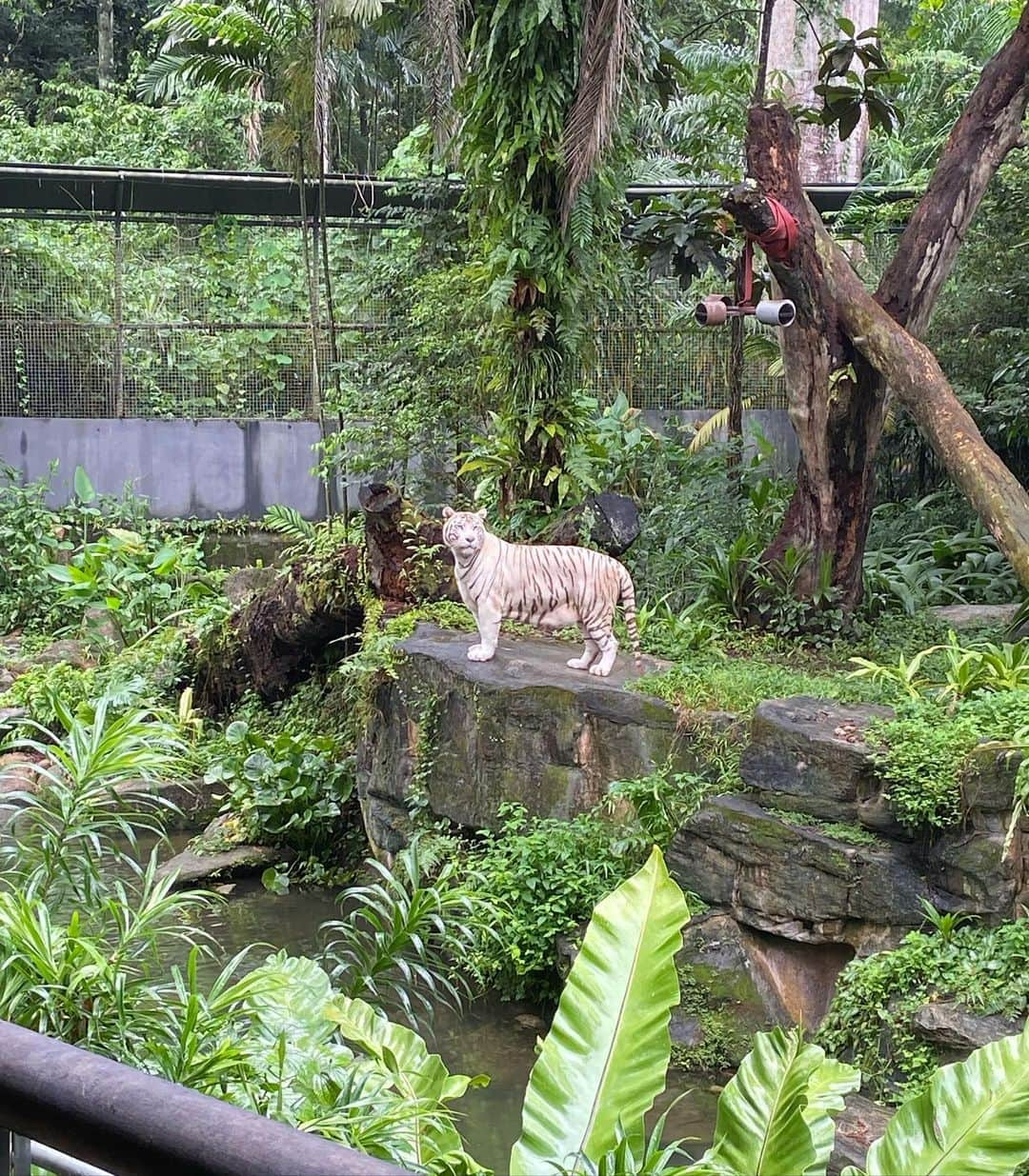 若井久美子さんのインスタグラム写真 - (若井久美子Instagram)「滞在中はシンガポール動物園にも行きました🐆ホワイトタイガー、ゾウさん、お猿さんやワオキツネザルにも会えました🐒特にワオキツネザル好きな私は無理矢理ですがツーショットも🫶w 娘も大興奮でした。 お調子者の娘、カメラ向けられるとすぐ変なお顔😂  #singapore  #singaporezoo  #シンガポール #夏休み」8月24日 17時34分 - wakai_kumiko