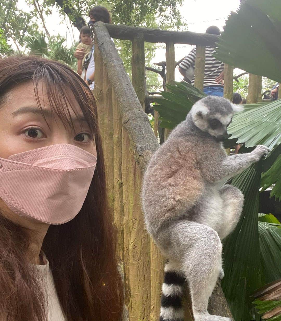 若井久美子さんのインスタグラム写真 - (若井久美子Instagram)「滞在中はシンガポール動物園にも行きました🐆ホワイトタイガー、ゾウさん、お猿さんやワオキツネザルにも会えました🐒特にワオキツネザル好きな私は無理矢理ですがツーショットも🫶w 娘も大興奮でした。 お調子者の娘、カメラ向けられるとすぐ変なお顔😂  #singapore  #singaporezoo  #シンガポール #夏休み」8月24日 17時34分 - wakai_kumiko
