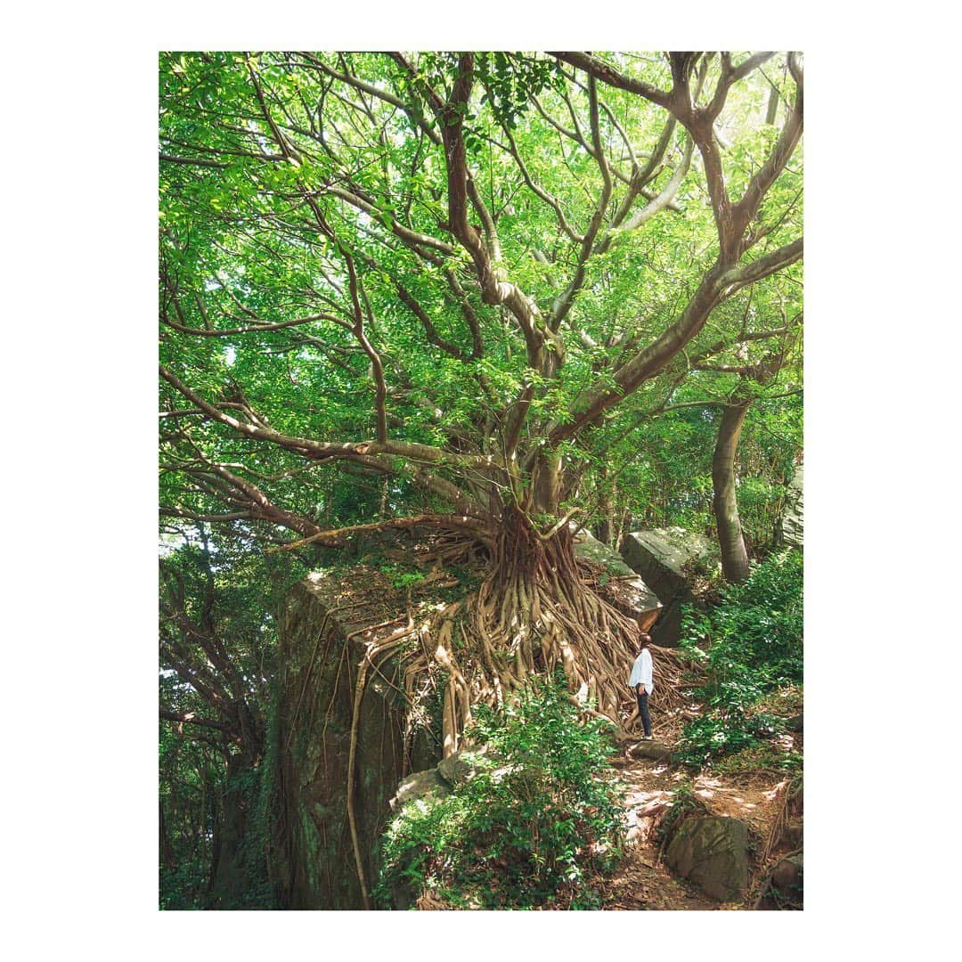 木村文乃のインスタグラム：「*** #あこうの木 #ラピュタの木  そういうのには疎い方だけど ここはすごいパワーを感じました🌳  #熊本 #天草」