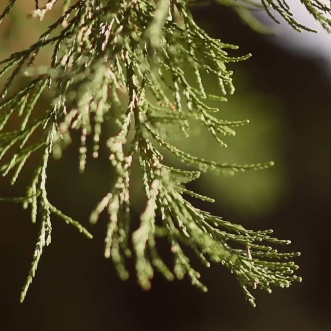 MAZDA Canadaのインスタグラム：「Spending time in nature can help:​ 1. Lower stress hormones​ 2. Decrease your resting heart rate​ 3. Provide better sleep​ 4. All of the above​  Tell us in the comments below how spending time in nature has helped balance your life. #CX50Minutes​ 🔴​ Passer du temps dans la nature peut aider à :​ 1. Diminuer votre stress​ 2. Diminuer votre rythme cardiaque au repos​ 3. Améliorer votre sommeil​ 4. Toutes ces réponses​  Dites-nous dans les commentaires ci-dessous comment passer du temps dans la nature vous a aidé à trouver votre équilibre.​  #MazdaCanada ​」