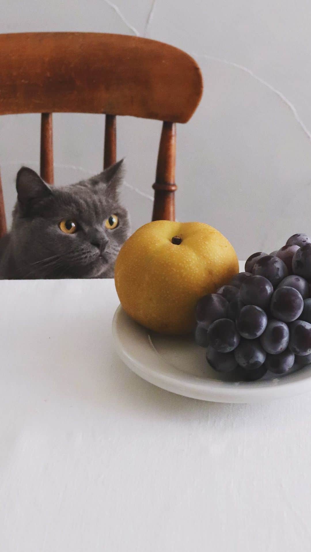 のインスタグラム：「🍐🍇 . 今朝は幸水と巨峰。 食べ頃チェック〜😋 . . .  #幸水 #巨峰 #なし #ぶどう #梨 #葡萄 #果物 #秋の味覚 #秋のフルーツ #フルーツ #猫 #fruits #readytoeat #besttimetoeat #🍇 #🍐」