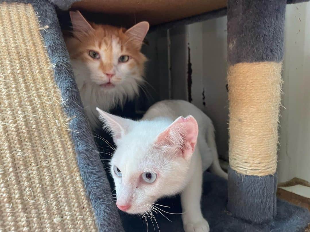 中原絵梨奈のインスタグラム：「後輩来ましたか？🐱🌱  の、 ミディアム兄さん🐱💓」