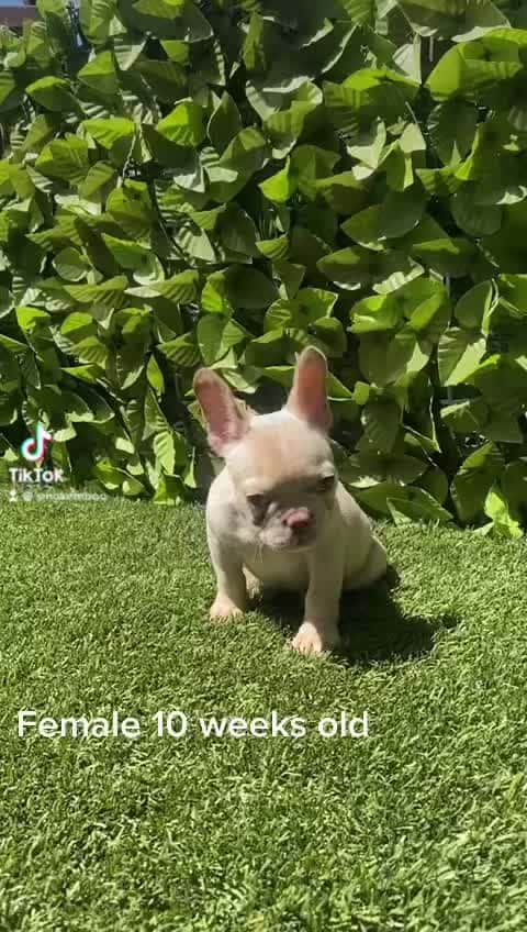 Oprahnbooのインスタグラム：「FEMALE!! 10 weeks old, ata,ee,dd,nco,L1 all 4 panel clear. 3.5 full akc…」