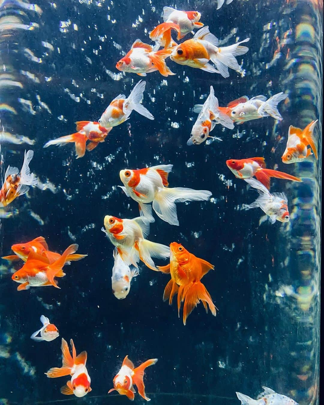 指出毬亜のインスタグラム：「ART AQUARIUM🪷」