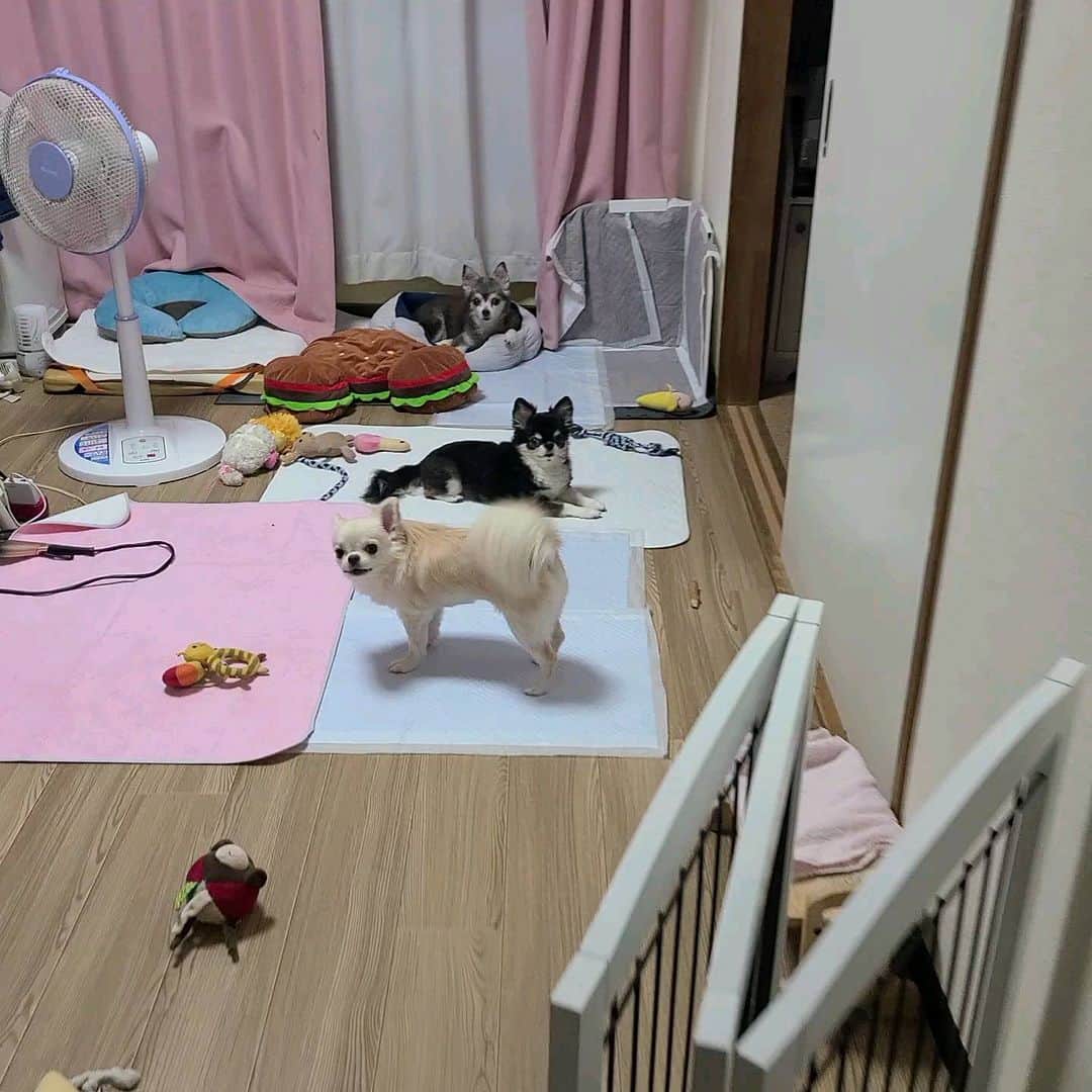 ようこのインスタグラム