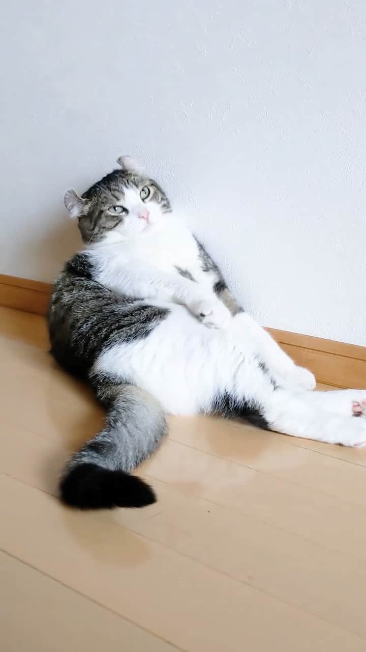 スノーのインスタグラム：「I’m busy every day😪本猫はこれでも忙しいみたい。 ・ #nothingtodo   #weeklyfluff #meowed #catsofinstagram #catlovers #catstagram #cat #cats #kucing #catloversclub #catlover #9gag #고양이 #кот #แมว #pet #ねこばか #ねこ部 #ねこ #にゃんすたぐらむ」