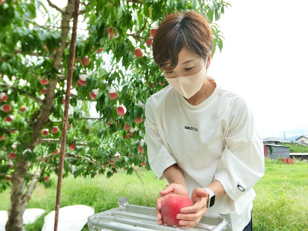 小平奈緒のインスタグラム：「信州の果物が、本気出す季節が始まりました🍑 昨年は霜の被害で収穫が半分だったそうですが、今年はたわわに実ってくれました。 3年前の台風では、りんご畑だけでなく川中島の桃畑もたくさん水に浸かりました。 自然の中で育つ農産物だからこそ、良くも悪くも自然の声をダイレクトに受け取ります。  私たちが普段口にする食物は、自然とともに生きながら、たくさんの人の手で、心を込めて丁寧に育てられています。  「美味しい」になるまでの、農家の皆さんの愛情を感じます😊  美味しく食べられる心の豊かさと、身体の健康に気を配りながら、今後は色んな場面で、言葉の栄養、学びの栄養、表現の栄養、スマイルの栄養…たくさんの栄養を皆さんに届けていけるよう、様々な経験を肥料にスクスク育っていきます🐥  あ〜畑はいいな。 桃たちが良い顔してる！  @hanamomo.2017.0401 さん、貴重な体験をありがとうございました🍑 桃のかき氷🍧は、カロリーも一瞬で口の中で溶けました。 テイクアウトやっているそうなので、皆さまも是非😋 @kunkun_ さんの靴下もギャラリーで購入できます🧦 皆んなにも、このハッピーを届けたい！(宣伝とかそういうのではなく、私の好きを素直な気持ちで書いています！)  #川中島の桃 #kunkun靴下 #Naoの体験記」