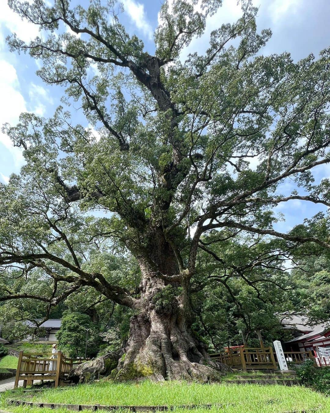 樋口智恵子さんのインスタグラム写真 - (樋口智恵子Instagram)「鹿児島の美しい場所へ。ずっと行きたかった霧島神宮にも行けて本当に嬉しかった⛩自然からもたくさんパワーをいただきました🌿 . 1-6霧島神宮 7-8推定樹齢1500年日本一の蒲生の大クス (左下の私のサイズで樹の大きさわかる🌲) 9丸尾の滝 10仙巌園 . . . . #霧島神宮 #蒲生の大楠 #丸尾の滝 #鹿児島旅行 #仙巌園 #kagoshima」8月26日 8時42分 - chieko_higuchi