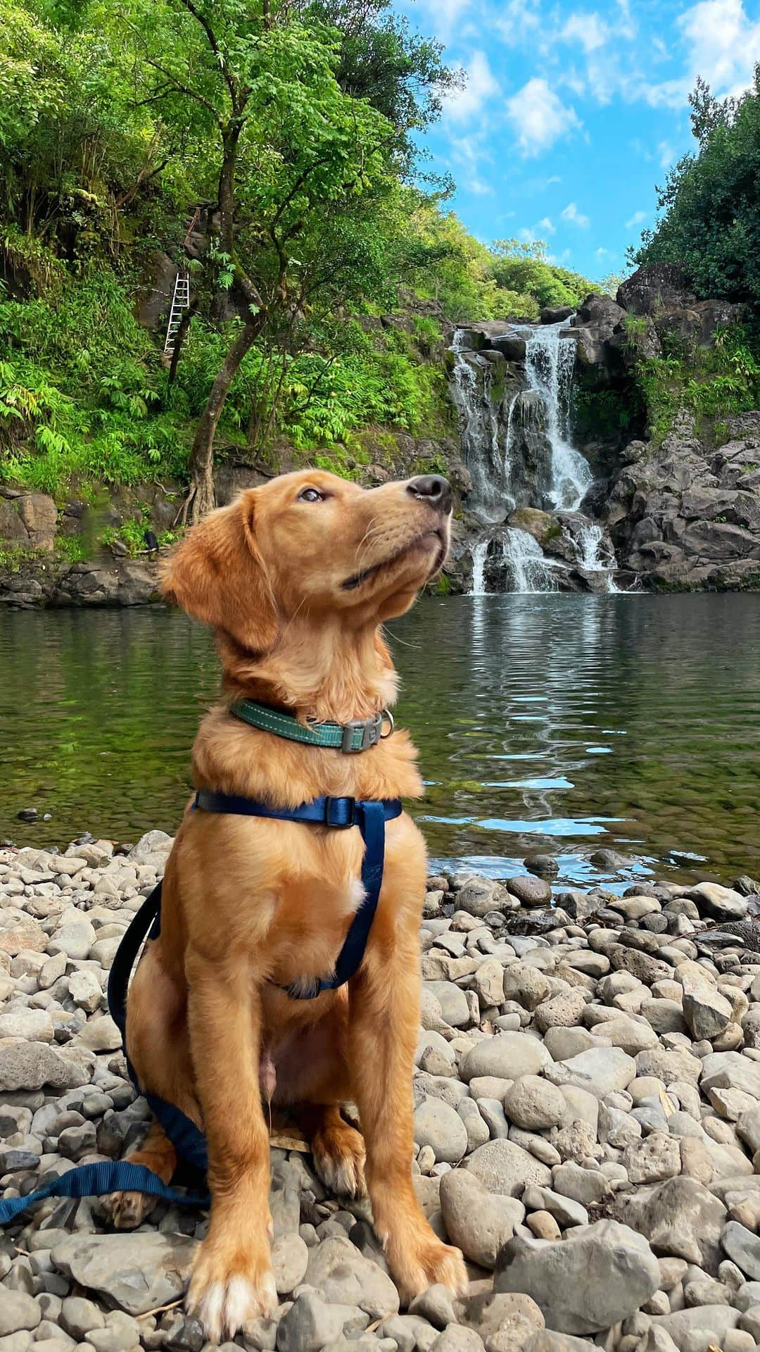 Bodhi & Butters & Bubbahのインスタグラム：「Keoni’s first hike & waterfall experience 🎋 So grateful to live on this magic island 🏝 #luckywelivehawaii #maui #mauinokaoi #mauidog #bambooforest #hana」