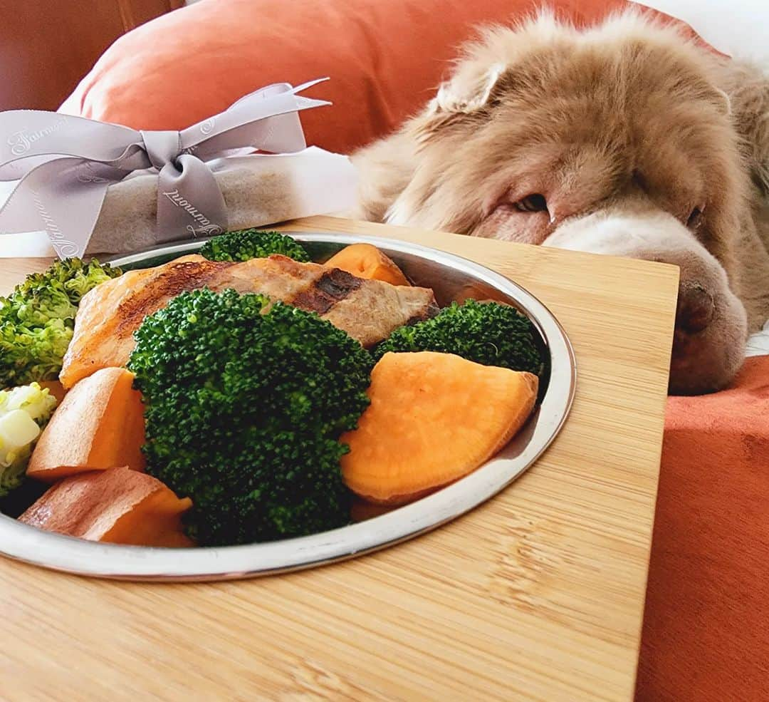 Tonkey Bearのインスタグラム：「Shedding a tear for this breakfast in bed @fairmontjpl where floofs face a most difficult decision: what to order from The Great 'Hound' Pet Menu 🐻🥲.   #JPL100 #JasperParkLodge #AdventureHere #ThisIsCanada」