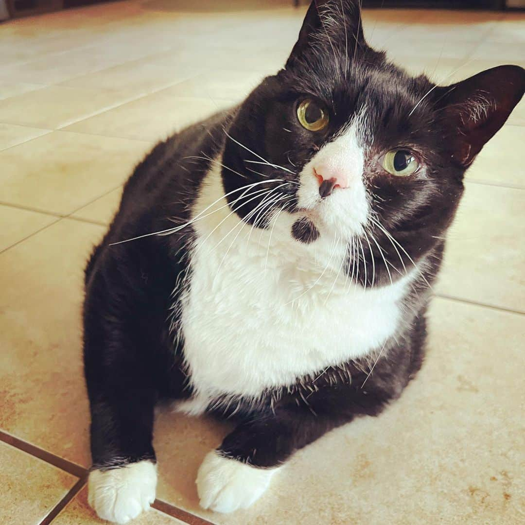 Tuxedo Cat Brosさんのインスタグラム写真 - (Tuxedo Cat BrosInstagram)「Who has the cutest popcorn toes, a devastatingly handsome chin dot, and is 11 years old today? THIS GUY. Happy Birthday to Ben! 🎁🍰」8月26日 3時31分 - tuxedotrio