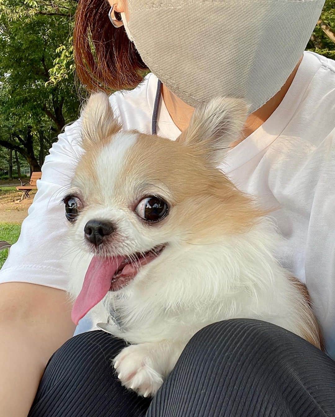 ちまさんのインスタグラム写真 - (ちまInstagram)「Have a nice weekend🐶🤍  この前ピクニックいったときの👒 夕方は過ごしやすい日が増えてきましたね🌿 嬉しいよーな、さみしいよーな...  #チワワ #chihuahua #ชิวาวา #PECOいぬ部 #WeeklyFluff #dogs #dogsofbark #chihuahualove #chihuahualife #chihuahuastagram #chihuahuasofins #summer #名城公園」8月26日 17時37分 - chima.chihuahua