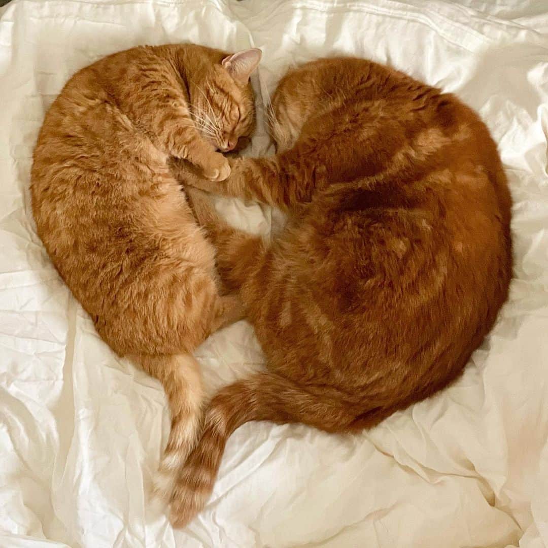 ありおときなこのインスタグラム：「♡  #ハート猫」