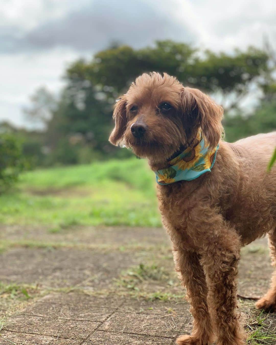 チックンとプーちゃんのふるさと? From Japan??のインスタグラム：「おはよう金曜日🐶 #トイプードル」