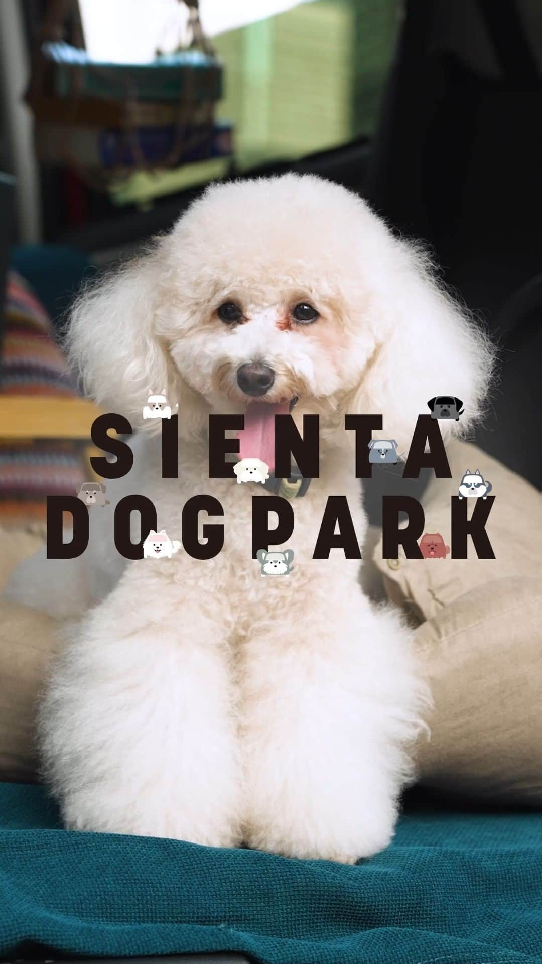 のインスタグラム：「＼SIENTA DOG PARK 開催中／ シエンタなら、家族の相棒🐶と幸せな時間を過ごせる♪  新型シエンタの発売に合わせて 8月28日(日)まで、アーバンドックららぽーと豊洲にて、 SIENTA DOG PARKをオープン！  ご家族もワンちゃんも一緒に楽しめる“ワン”ダフルなコンテンツがたくさん詰まっているだけでなく、 会場には、キャンプやBBQなど、様々な使い方をイメージして装飾された新型シエンタも数多く展示しております！  ※予告なく中止とさせていただく場合がございます。 ※安心してご利用いただくために、ガイドラインに沿った様々な感染症対策も実施しています。 ※東京都の感染症対策情報をご確認の上、ご利用をお願いいたします。  #SIENTADOGPARK　 #SIENTA #シエンタ #犬 #犬のいる暮らし #愛犬 #dog #dogstagram」