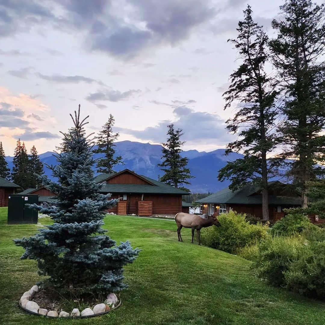 Tonkey Bearさんのインスタグラム写真 - (Tonkey BearInstagram)「Goodnight you absolute beauty @fairmontjpl   Snuggles and sunsets on the steps of our pet friendly room 🐻🐶🌅  #JPL100 #JasperParkLodge #AdventureHere #ThisIsCanada」8月26日 14時09分 - bearcoat_tonkey