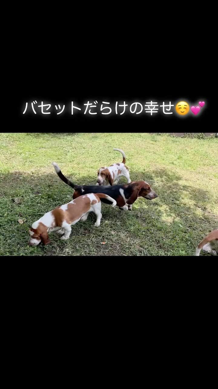山本モナのインスタグラム：「こたろうさん、里帰り中🚗」
