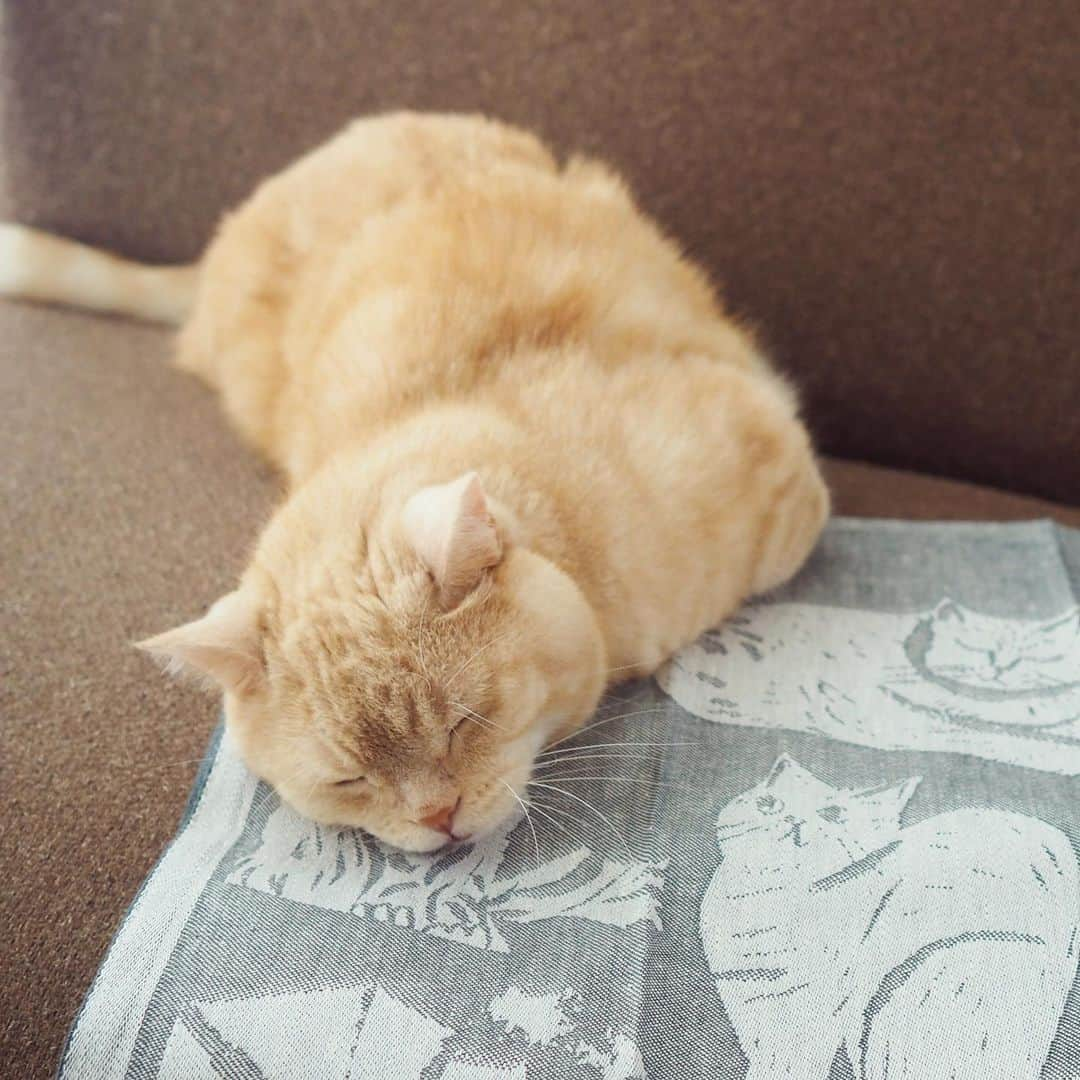 ぷーさんのインスタグラム写真 - (ぷーInstagram)「数ミリの厚さがあれば即乗ってしまうぷーちゃん🐈 . . #ぷーちゃんホイホイ #猫ホイホイ . #ラプアンカンクリと暮らしてみたら #ラプアンカンクリ #pr . . ぷーちゃんも即お気に入りの 可愛いKISSANPÄIVÄT towelの発売日は9/8(木)です🐾 . .」8月26日 17時11分 - pooh0403