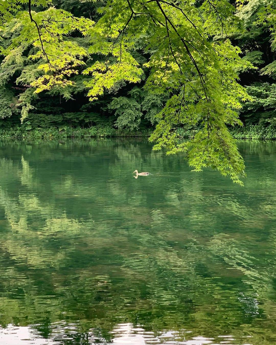 吉竹美聡さんのインスタグラム写真 - (吉竹美聡Instagram)「樹々の緑と美味しい空気に綺麗な水💚 モネの絵画のような世界を体感できて幸福感に包み込まれました🖼🕊  いつか行きたいと思っていた　#軽井沢　に訪れることができて嬉しい！」8月26日 21時32分 - misatoy