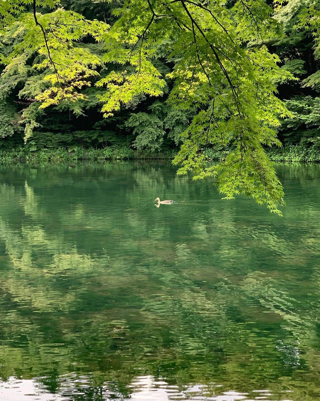 吉竹美聡のインスタグラム：「樹々の緑と美味しい空気に綺麗な水💚 モネの絵画のような世界を体感できて幸福感に包み込まれました🖼🕊  いつか行きたいと思っていた　#軽井沢　に訪れることができて嬉しい！」