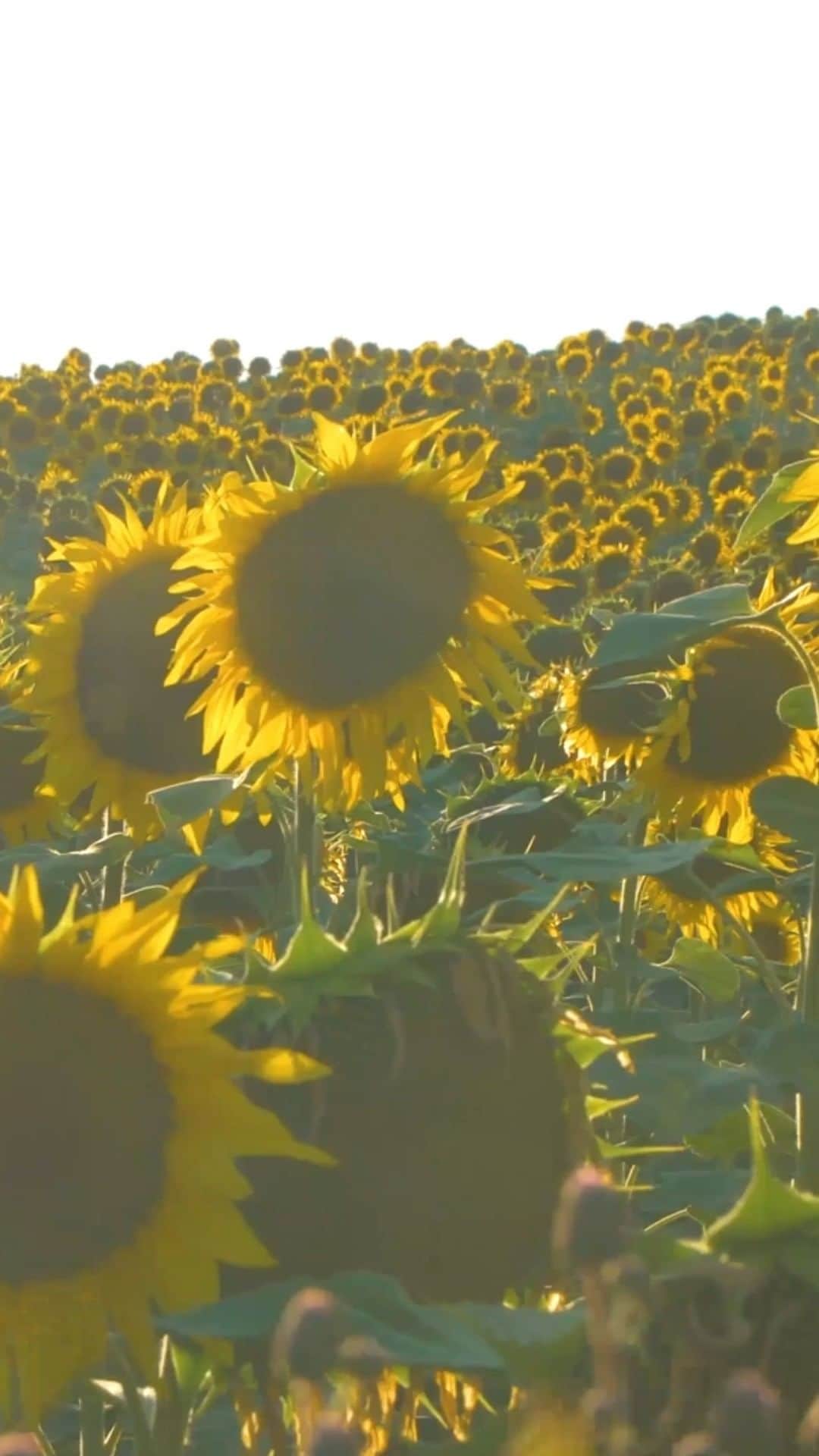 All Nippon Airwaysのインスタグラム：「🌻🌻🌻🌻🌻🌻🌻🌻🌻🌻🌻🌻🌻🌻🌻🌻🌻🌻🌻🌻🌻🌻😎🌻🌻🌻🌻🌻🌻🌻🌻🌻🌻🌻🌻🌻🌻🌻🌻🌻🌻🌻🌻🌻🌻🌻🌻🌻🌻🌻🌻🌻🌻🌻🌻🌻🌻🌻🌻🌻 Tell us about your summer, emojis only. #Sunflowers」