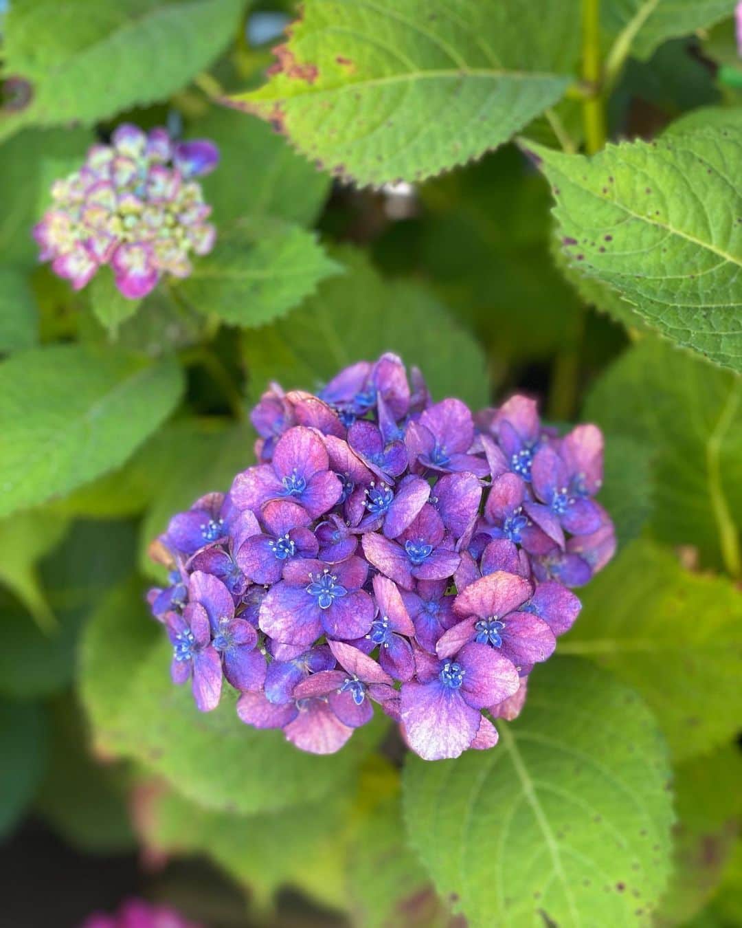 原幹恵さんのインスタグラム写真 - (原幹恵Instagram)「少し前になるけど、紫陽花を観に行ってきたよ😊✨ 紫陽花の一つ一つの花をよ〜く観ると、いろんな色があってそれを観るのが楽しかったです😊それぞれ違ってとっても綺麗でした✨  #紫陽花 #hydrangea #パルプフィクション #pulpfiction #summer」8月27日 12時52分 - mikie_hara.official