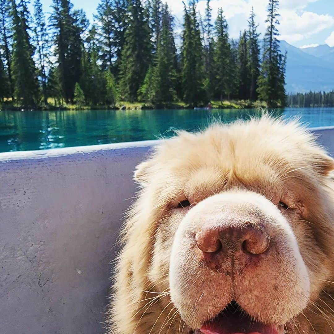 Tonkey Bearのインスタグラム：「HAPPY DOG DAY TO ALL 🐻  This year we celebrated with new friends in Jasper, AB.  We canoed, rafted, rode the SkyTram, attended a welcome party for Calla (Jasper Park Lodge's new addition), and ate like royalty. Thank you, Jasper for being SO pet friendly.   We hope your day was full of snuggles and adventure」