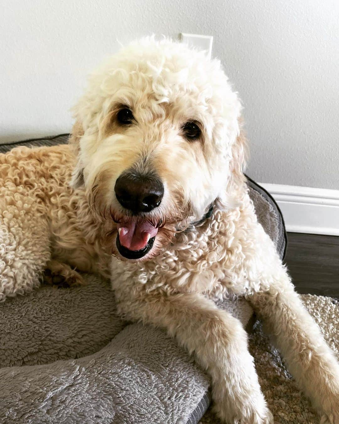 キャロライン・マッソンのインスタグラム：「Happy National Dog Day to our Dood💙 #Acerboy」