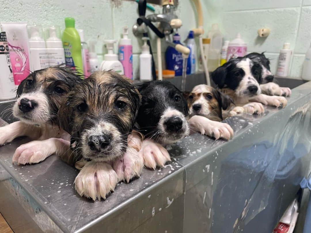 中原絵梨奈のインスタグラム：「マラセブの日々🧴✨ . . . 薬用付け置き中 🐶🐶🐶🐶🐶🐶🐶🐶  あら、いちこ？笑」