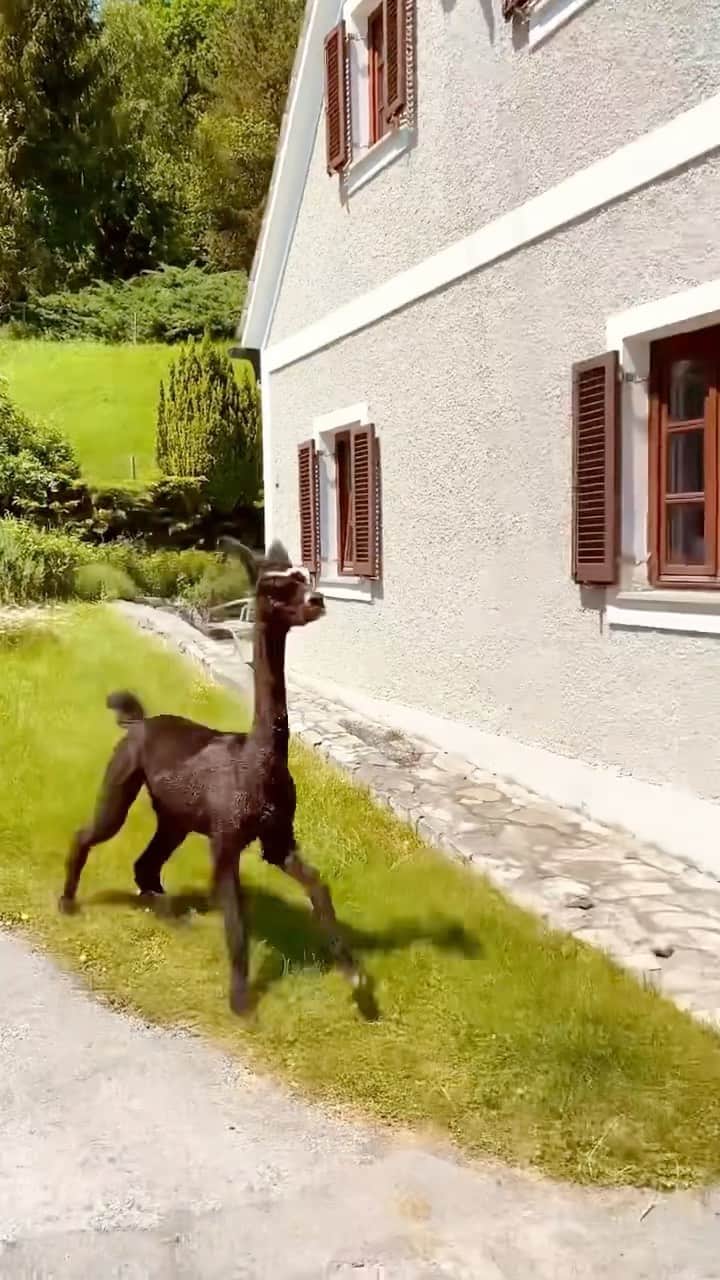 Daily The Best And Funniest Videosのインスタグラム：「Happy Alpaca 🦙❤️ By @pablo.laura.alpaca」