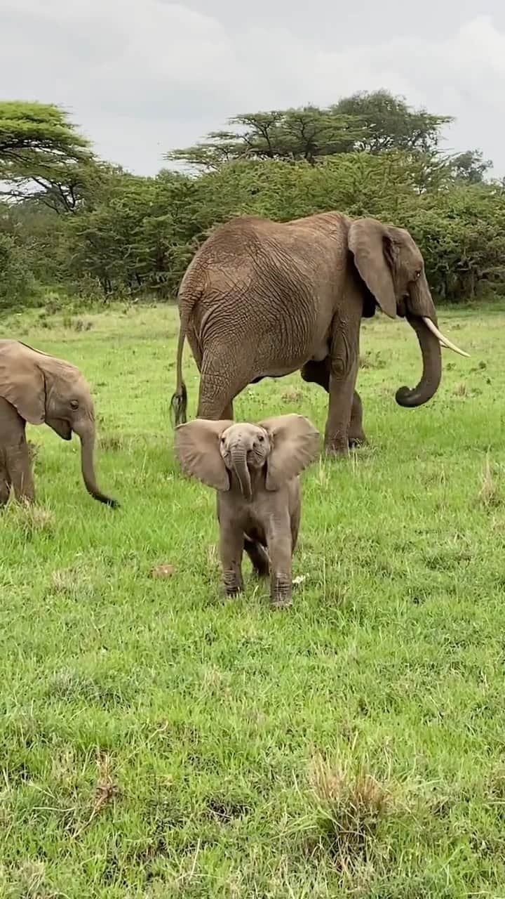 animals.coのインスタグラム：「Whatcha looking at! 🤨🐘 Video by @r_daps」