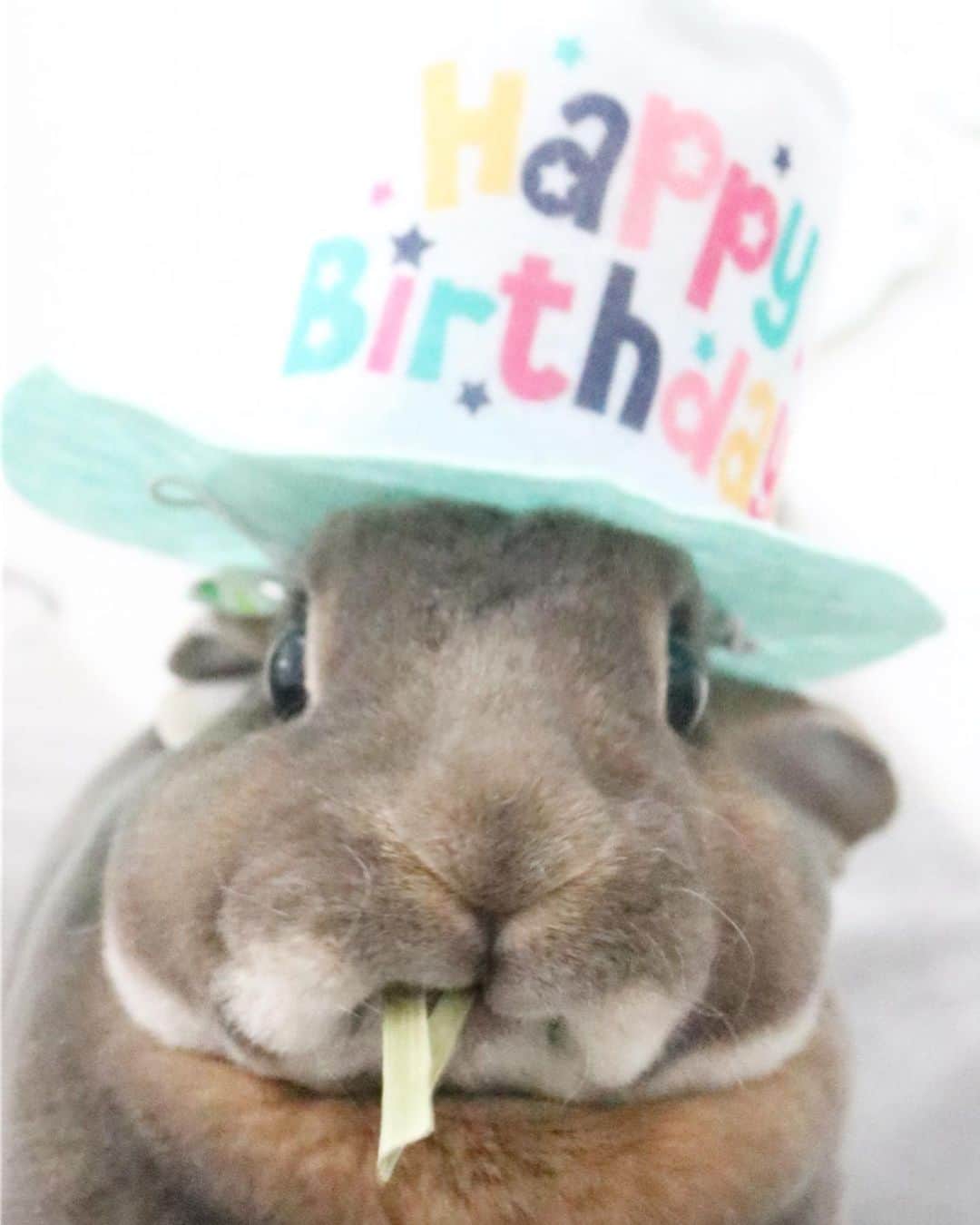 Kayoのインスタグラム：「㊗️いくらんお誕生日おめでと💜 貫禄のある3️⃣ちゃいww ほっぺたには夢と希望がいっぱい(だはず)  ブリーダーさん談 「この子はおとなしい子です」 せんせ談 「オトナになったら落ち着きますよ」 ‥‥あれれ、、、なんか違うwww」