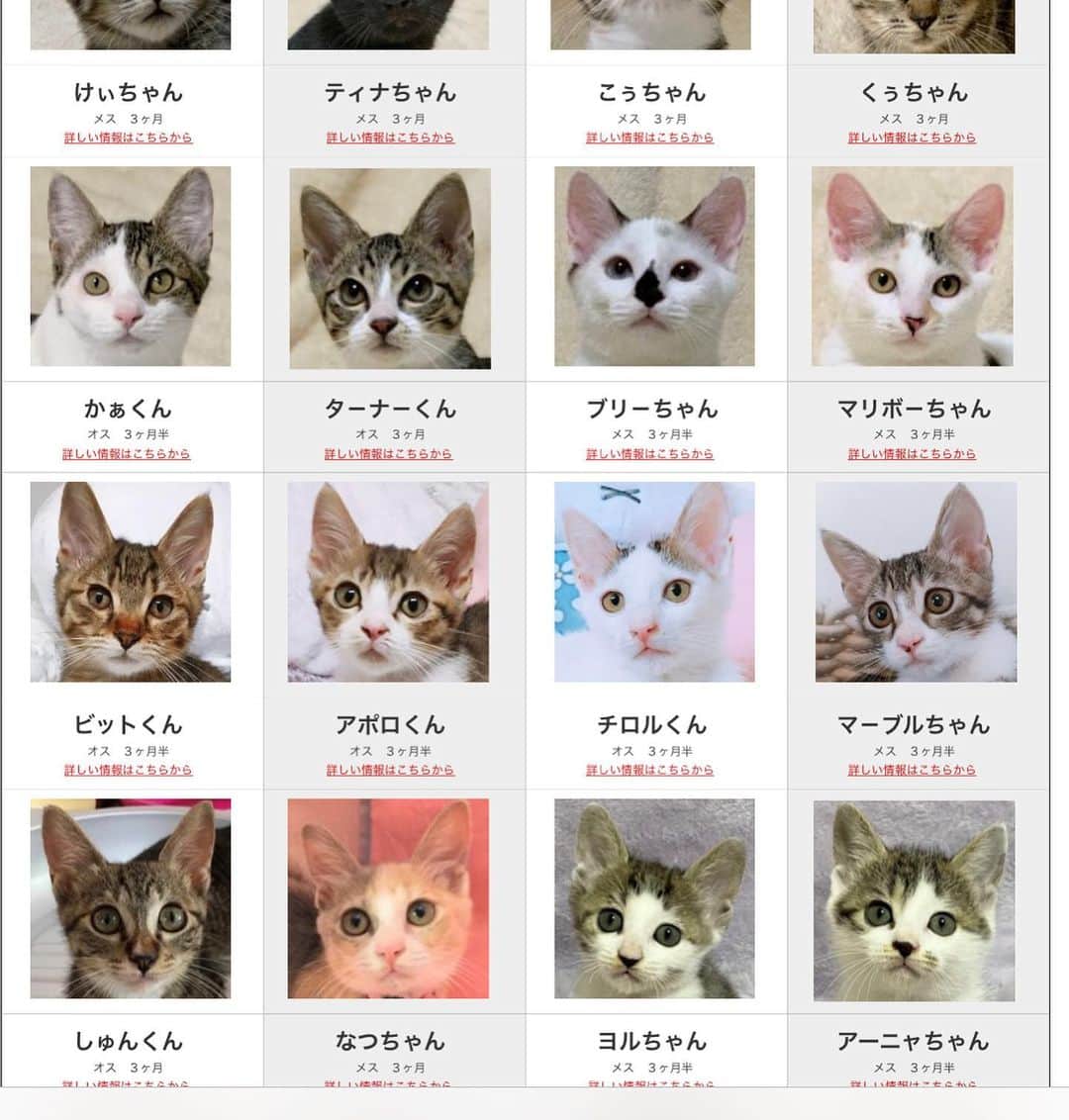 川上麻衣子さんのインスタグラム写真 - (川上麻衣子Instagram)「本日8月28日から、3週連続で日曜日は猫譲渡会を開催します！まだ幼い可愛らしい仔猫たちがたくさん出逢いを待っています。 ぜひ遊びにいらしてくださいね！ 今日は雨予報ですが、千代田線千駄木駅1番出口から徒歩30秒です。 10:30から受付開始。16時まで。 文京区千駄木2-31-3 SWEDEN GRACE2階でお待ちしています。」8月28日 5時56分 - neko_to_kyo