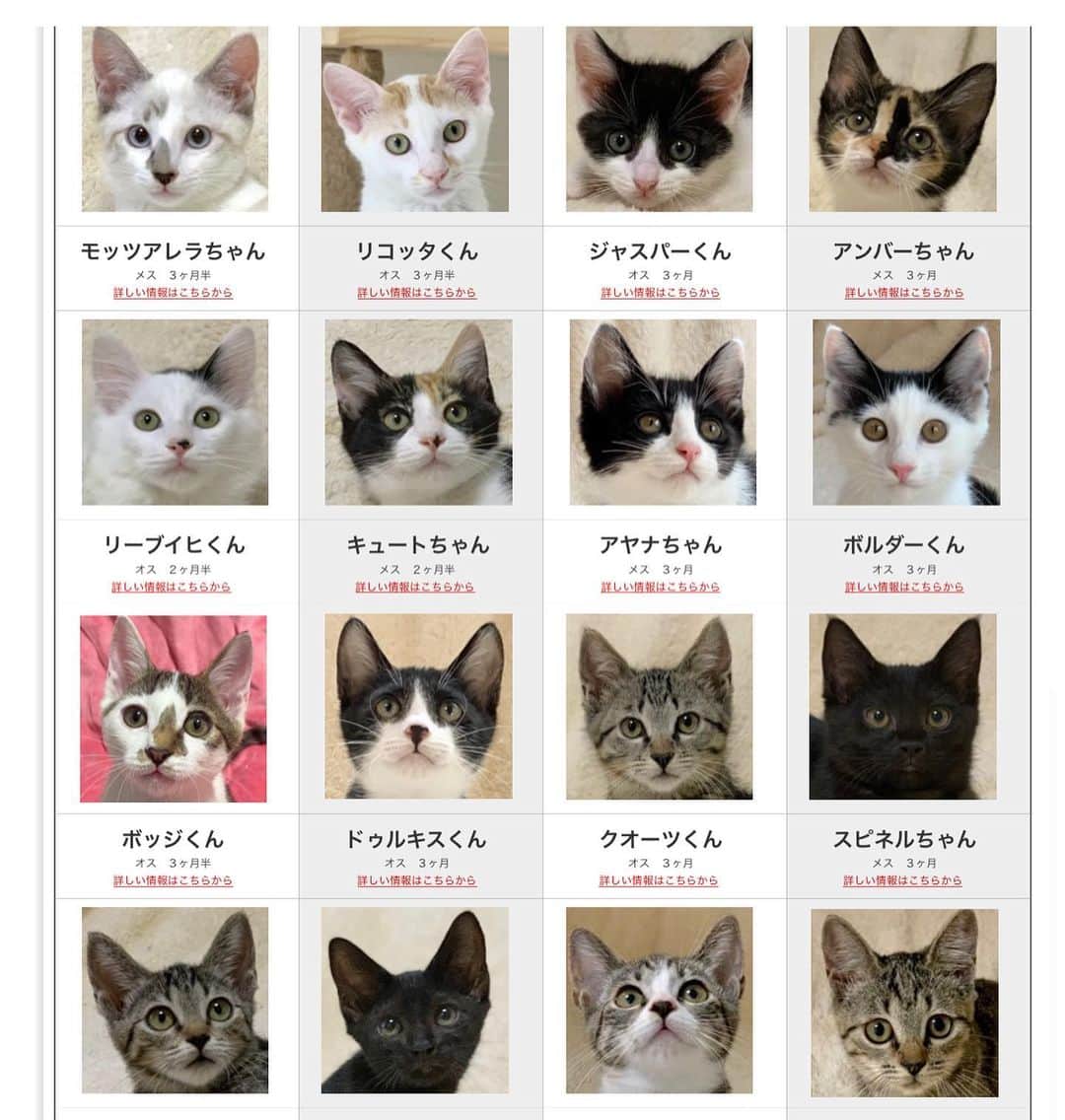 川上麻衣子さんのインスタグラム写真 - (川上麻衣子Instagram)「本日8月28日から、3週連続で日曜日は猫譲渡会を開催します！まだ幼い可愛らしい仔猫たちがたくさん出逢いを待っています。 ぜひ遊びにいらしてくださいね！ 今日は雨予報ですが、千代田線千駄木駅1番出口から徒歩30秒です。 10:30から受付開始。16時まで。 文京区千駄木2-31-3 SWEDEN GRACE2階でお待ちしています。」8月28日 5時56分 - neko_to_kyo