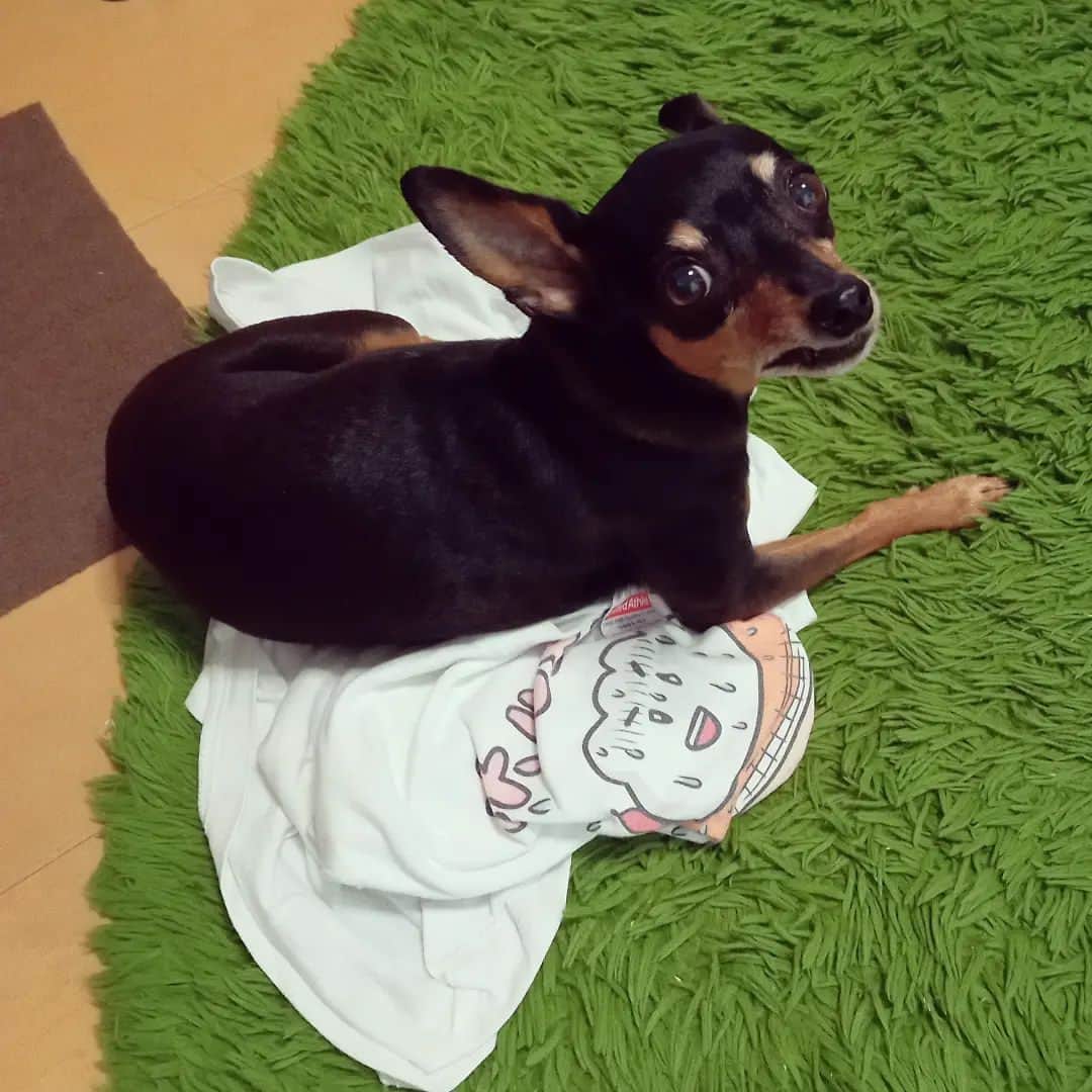 小田原ドラゴンのインスタグラム：「犬」