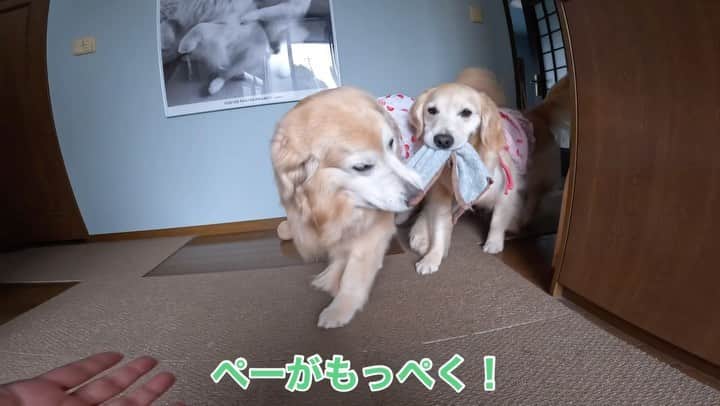 まゆみのインスタグラム：「。 。 只今散歩前に タオル持って来て 再ブーム到来中でございます😂 。 #流行り #どっちがありがとうと言われるかの戦い #ぺーには敵わない #悔しい姉 。 。 #ゴールデンレトリバー#goldenretriever#dog#犬#あーぺー」