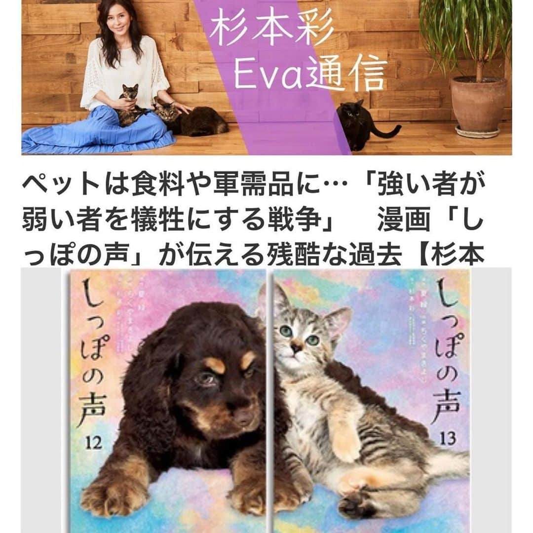 のインスタグラム：「#Repost @evaanimal ・・・ 福井新聞オンライン「杉本彩のEva通信」が配信されました！  今月は終戦記念日の8月であり、またロシアによるウクライナ侵攻から半年の節目を迎え、Evaが監修をしていたビッグコミックオリジナル「しっぽの声」の「鶴じいの昔話」から、戦争という過酷な状況の中での人間と動物の辛く厳しい関係性についてまとめました。  弱い立場の人、子供そして動物のことをもっと考えられる世の中に変わっていくことを切に願います。  是非ご一読下さい！  https://www.fukuishimbun.co.jp/articles/-/1615955 ※Evaプロフィールからリンクしています！  #杉本彩のEva通信 #福井新聞オンライン #しっぽの声 #動物環境福祉協会eva #杉本彩」