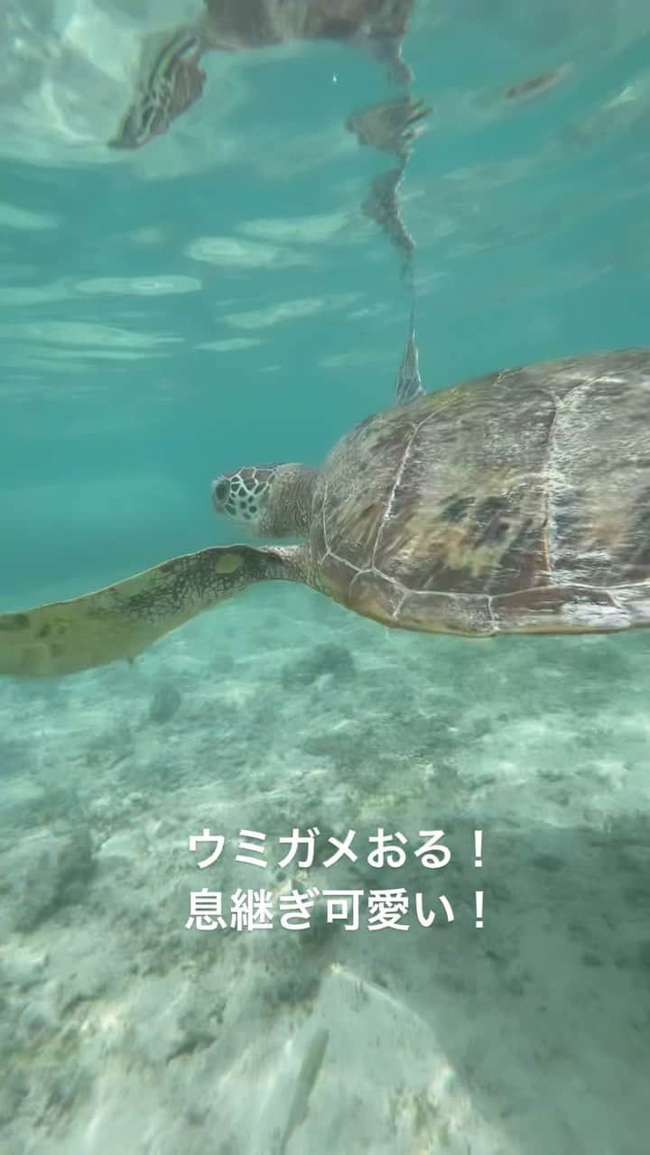 盛山晋太郎のインスタグラム：「#ウミガメ #息継ぎ可愛い #宮古島」