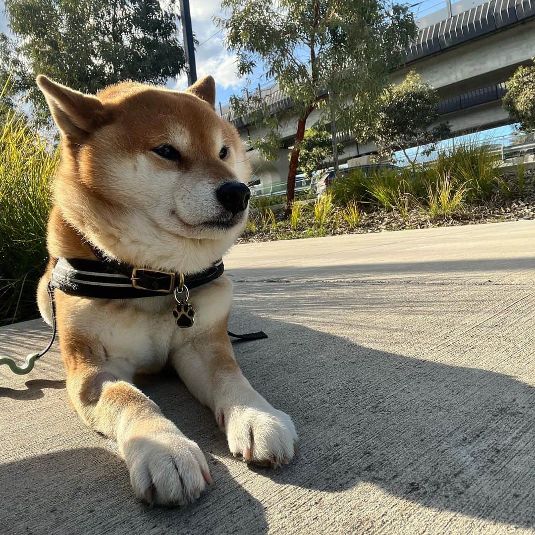 のインスタグラム：「もこもこ😝  #ぽん太 #メルボルン #柴犬のいる暮らし」