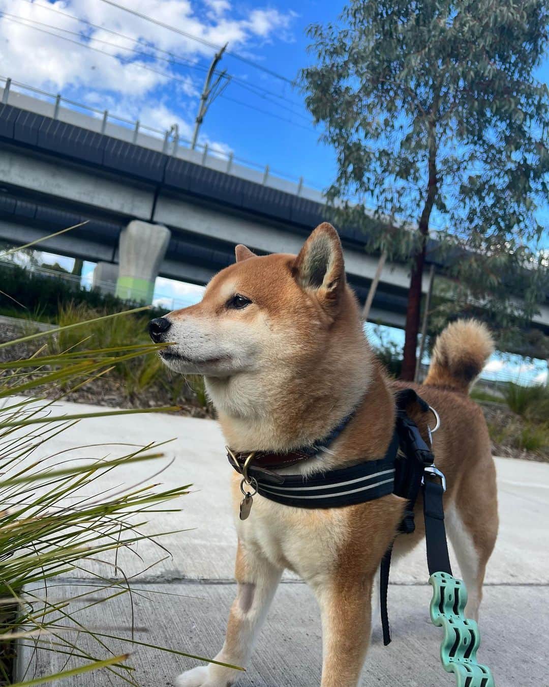 のインスタグラム：「メルボルンはもう春になるのかな？☀️  #メルボルン #柴犬 #ぽん太 #shibainu #melbourne」