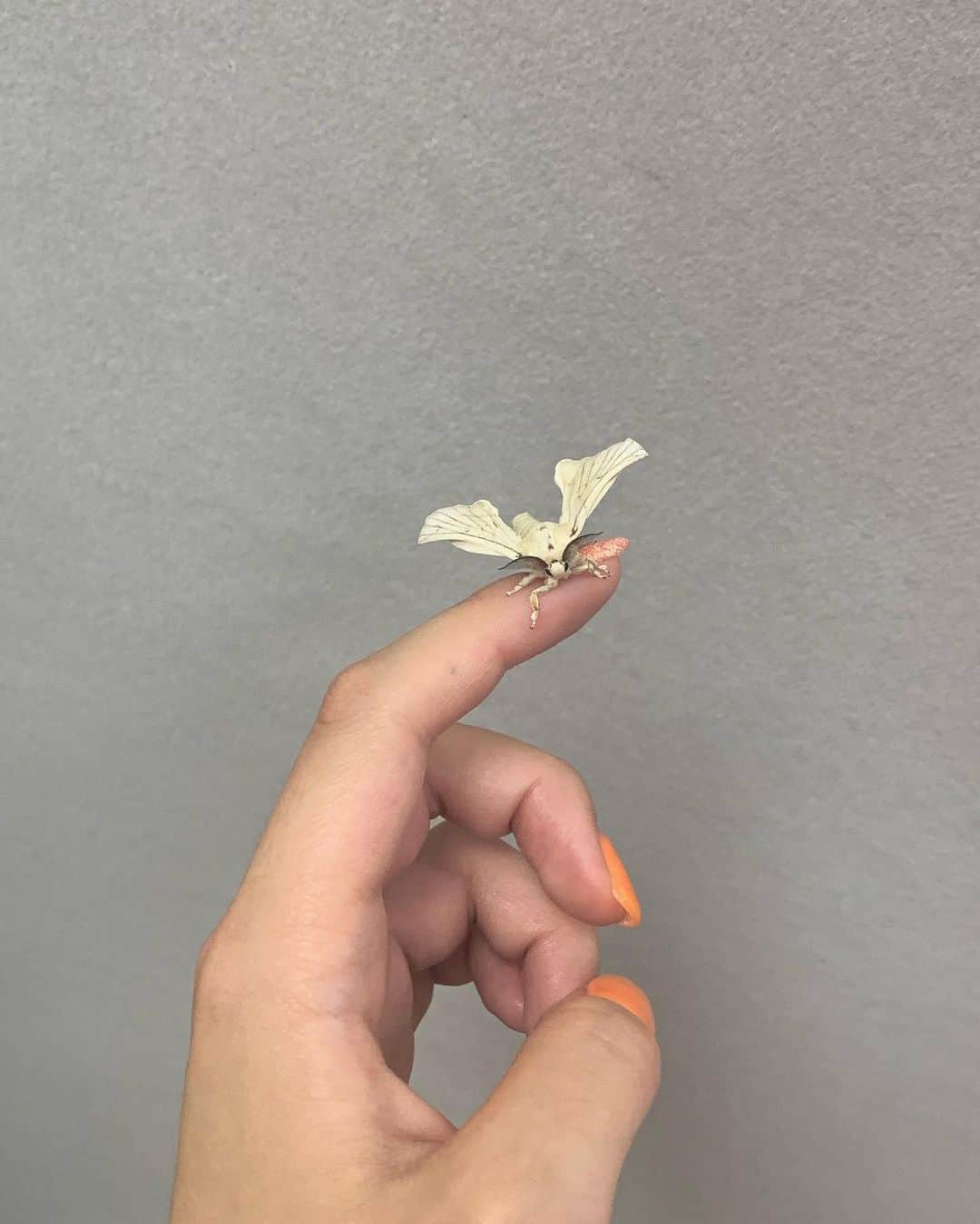 え厶のインスタグラム